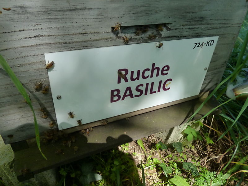 La ruche Basilic