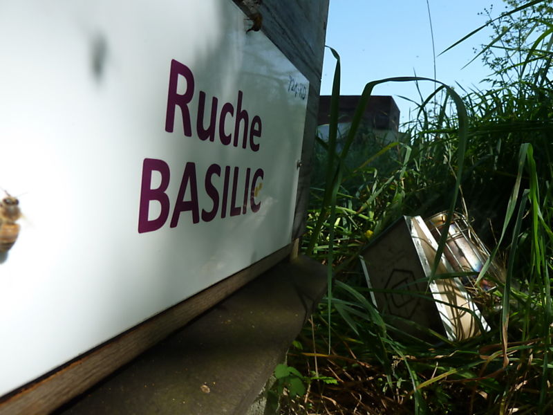 La ruche Basilic
