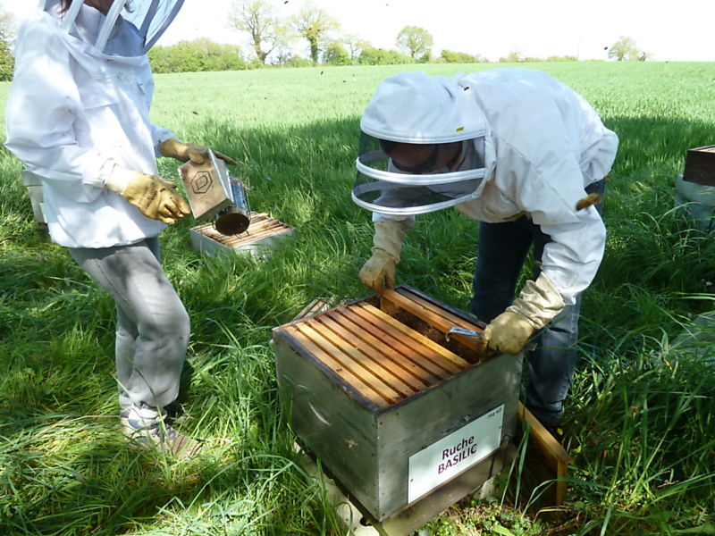 La ruche Basilic