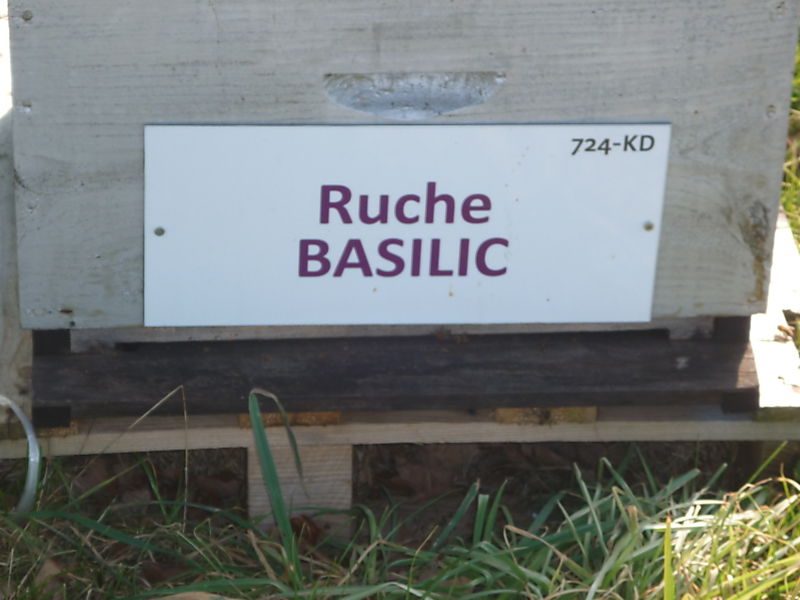 La ruche Basilic
