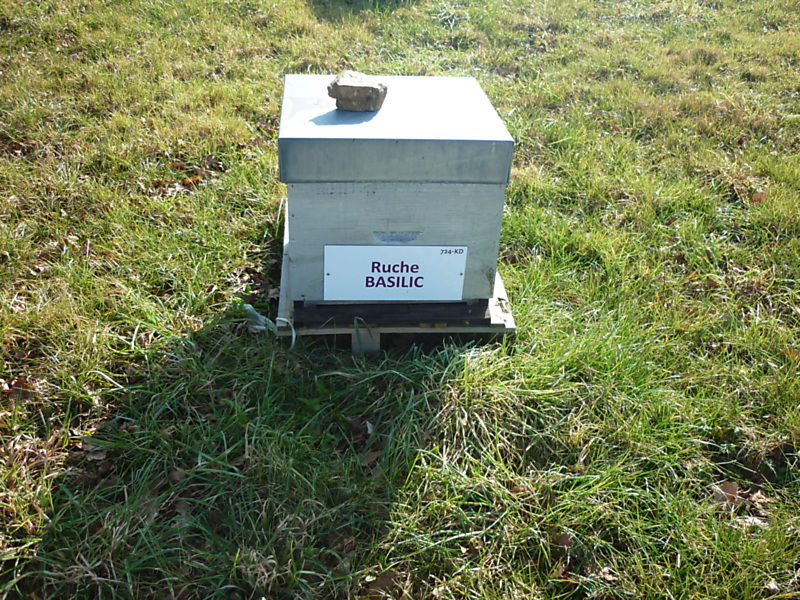 La ruche Basilic