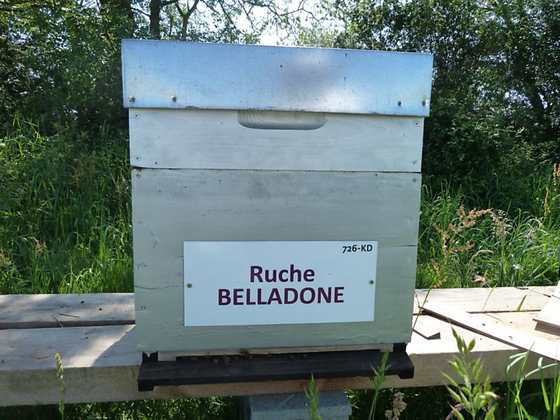 La ruche Belladone