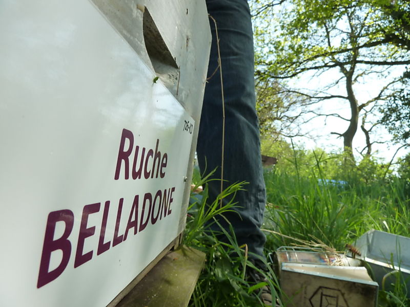 La ruche Belladone