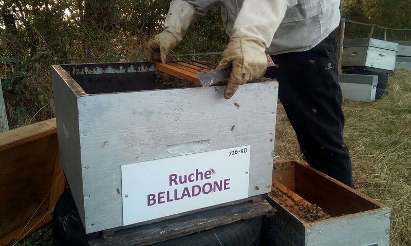 La ruche Belladone
