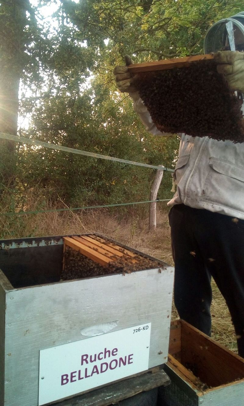La ruche Belladone
