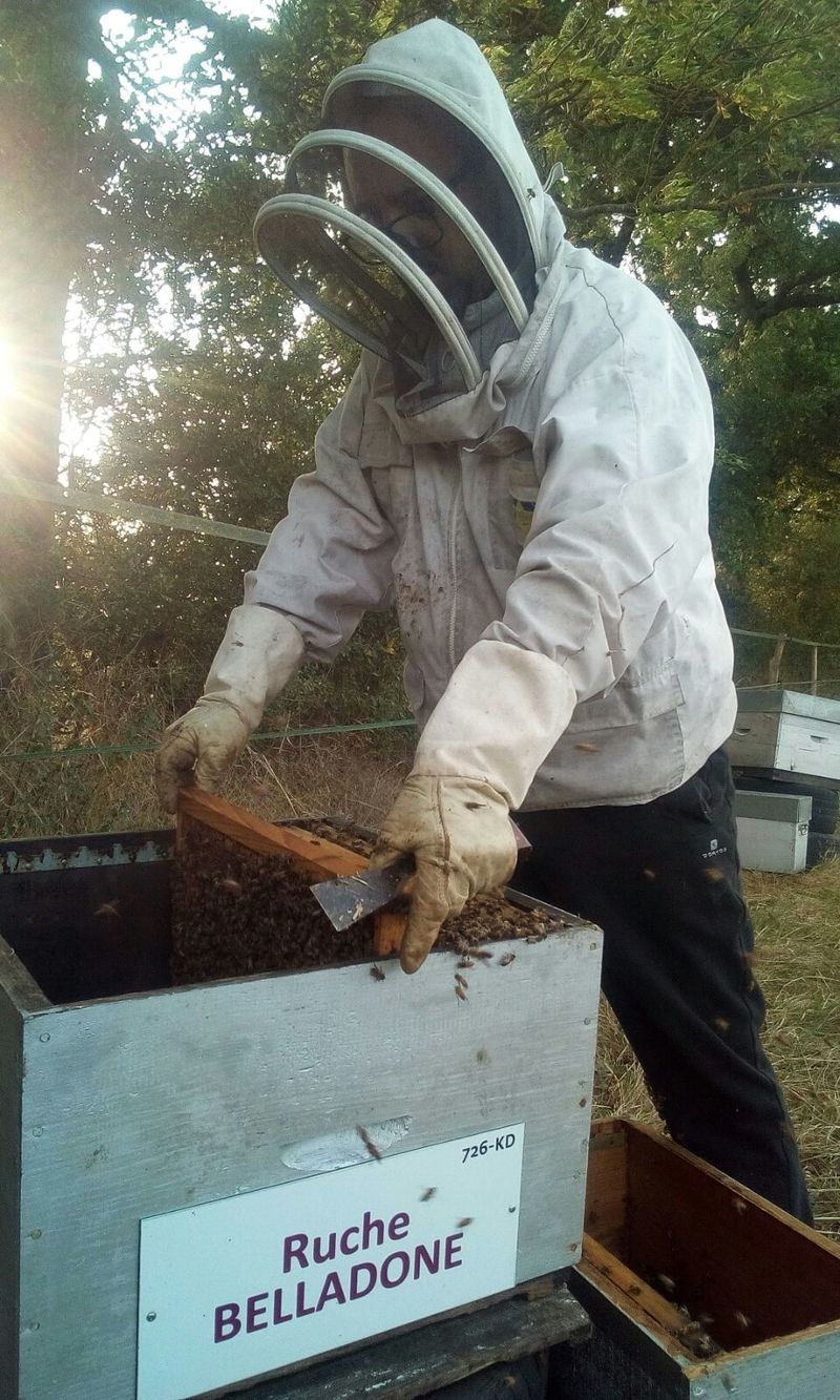 La ruche Belladone