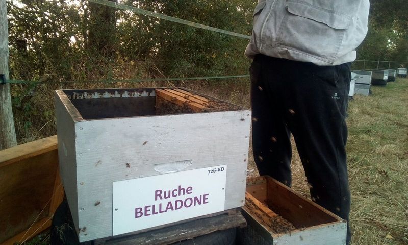 La ruche Belladone