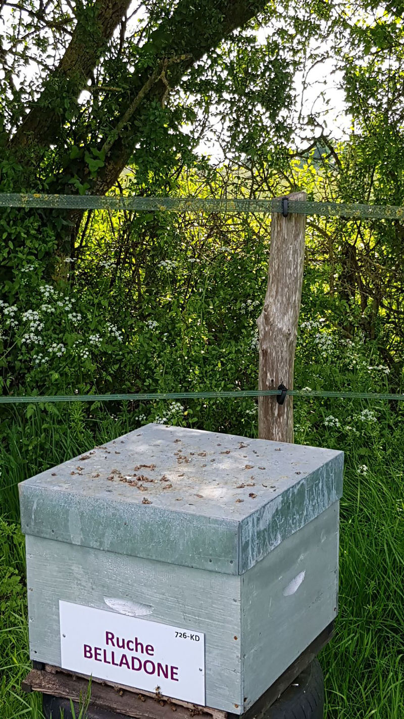 La ruche Belladone