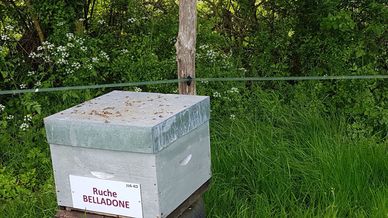 La ruche Belladone
