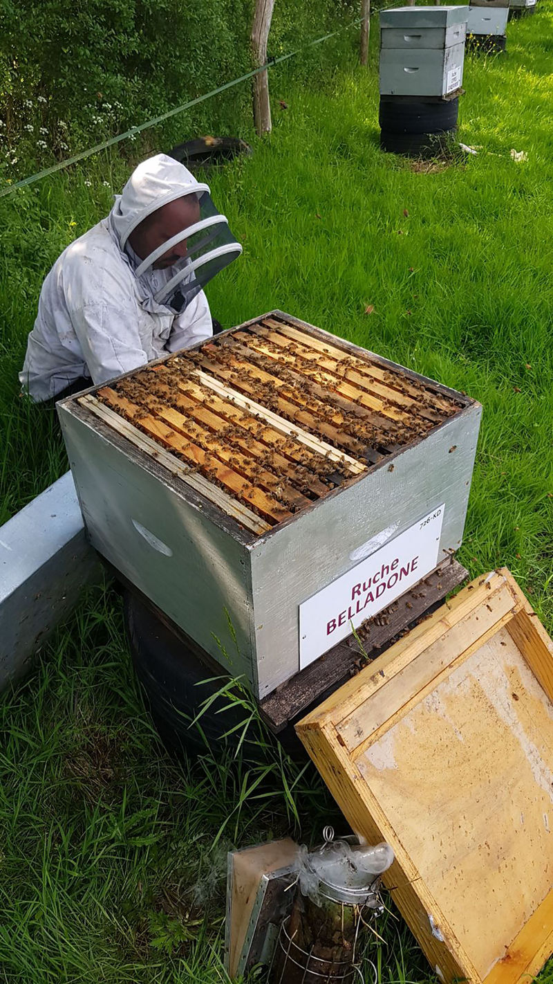 La ruche Belladone