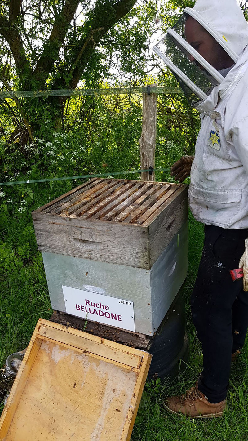 La ruche Belladone