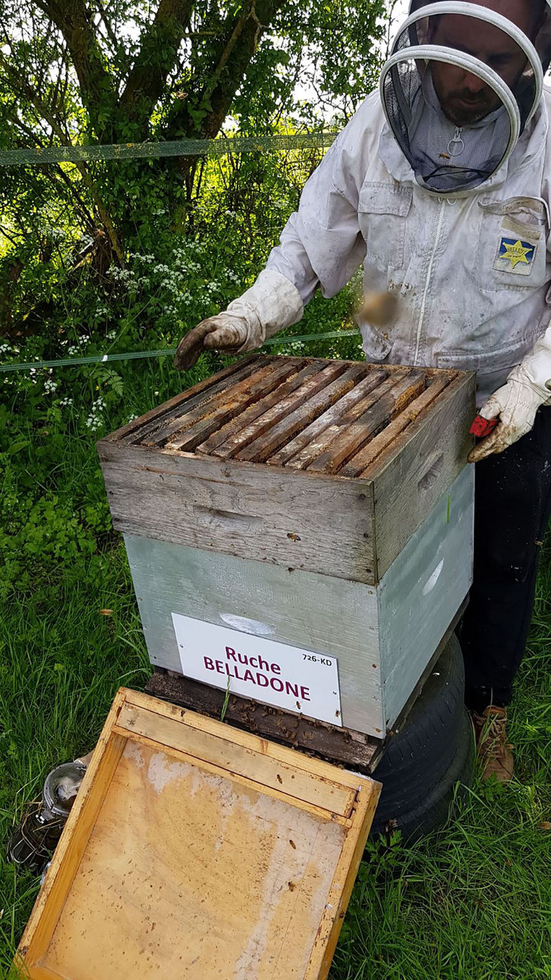 La ruche Belladone