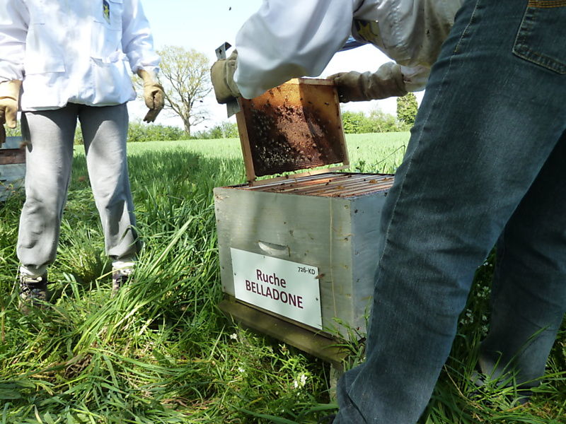 La ruche Belladone