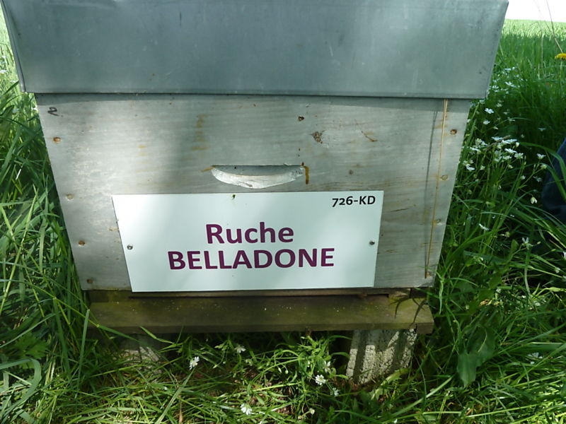 La ruche Belladone