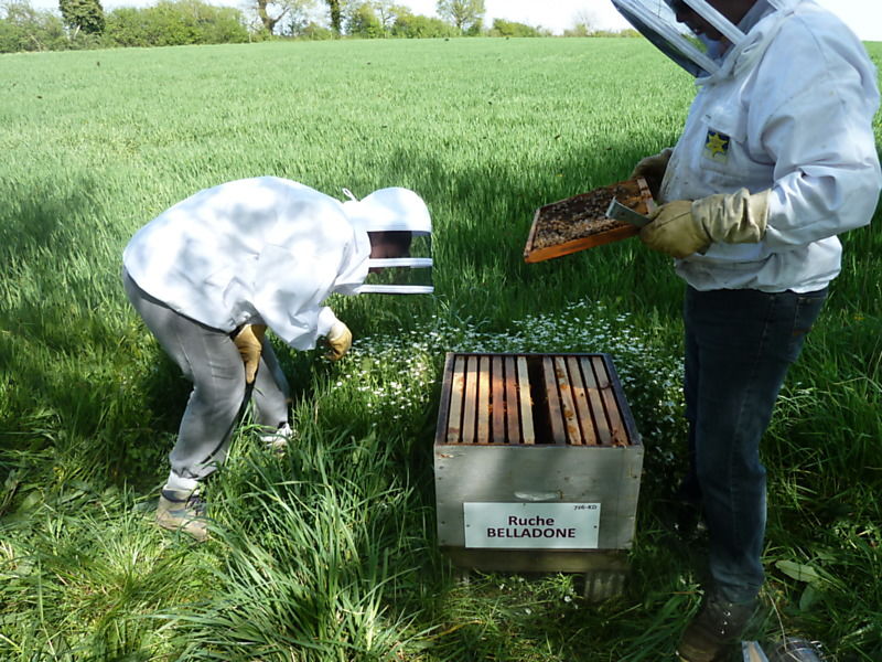 La ruche Belladone