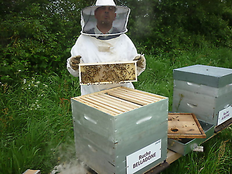 La ruche Belladone