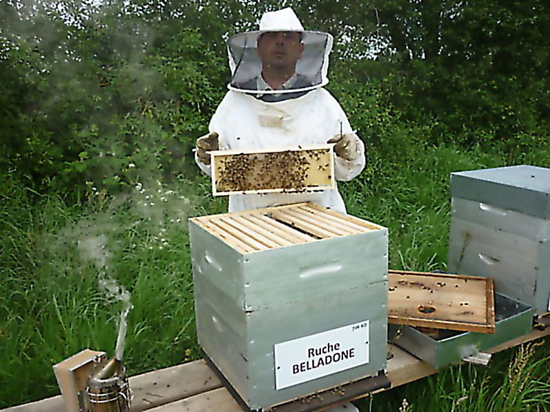 La ruche Belladone