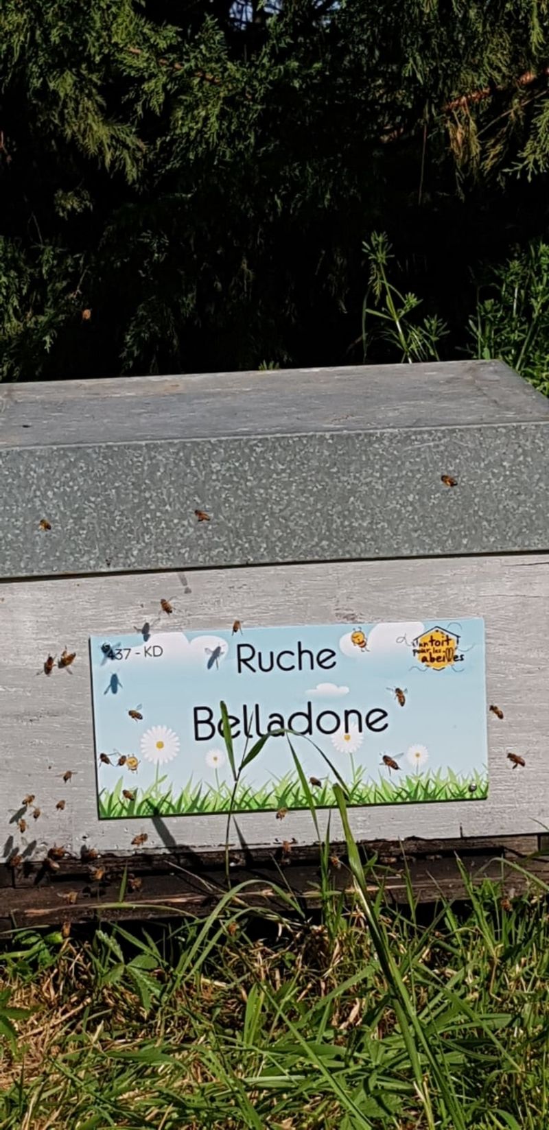 La ruche Belladone