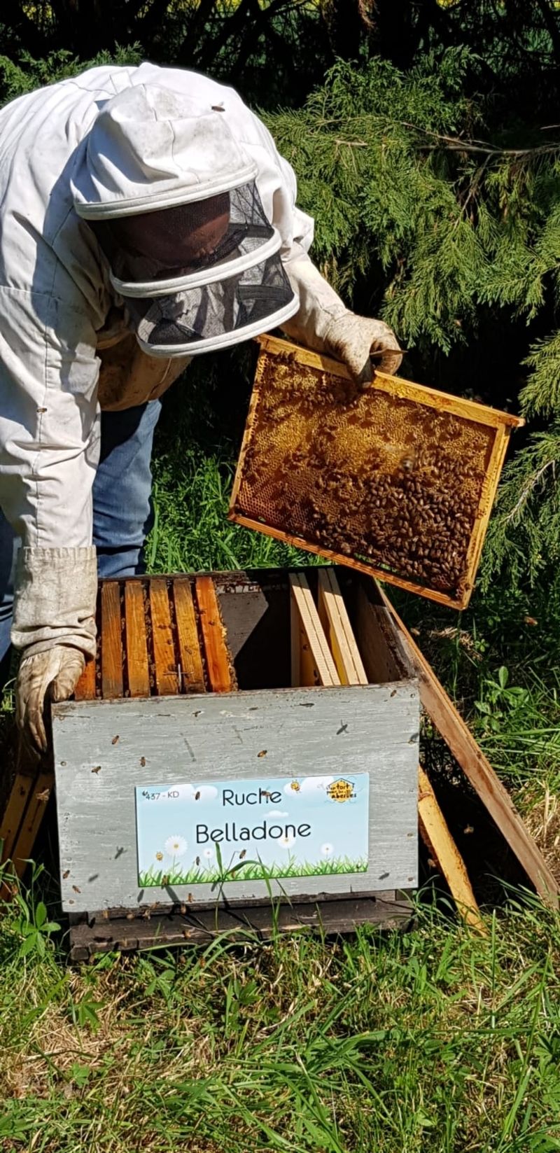 La ruche Belladone
