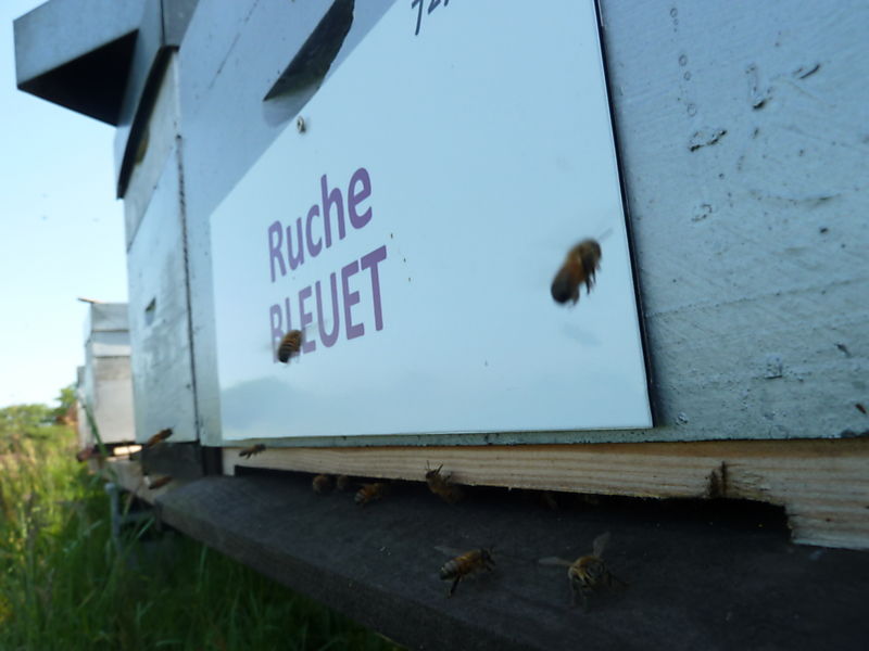 La ruche Bleuet