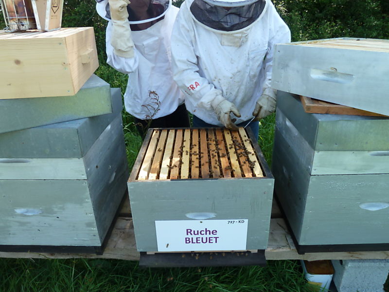 La ruche Bleuet