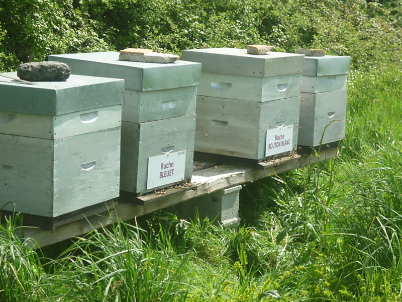 La ruche Bleuet