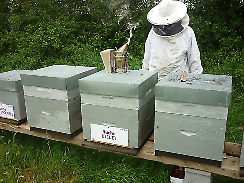 La ruche Bleuet