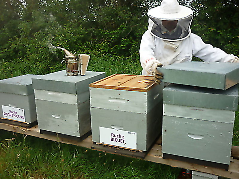 La ruche Bleuet