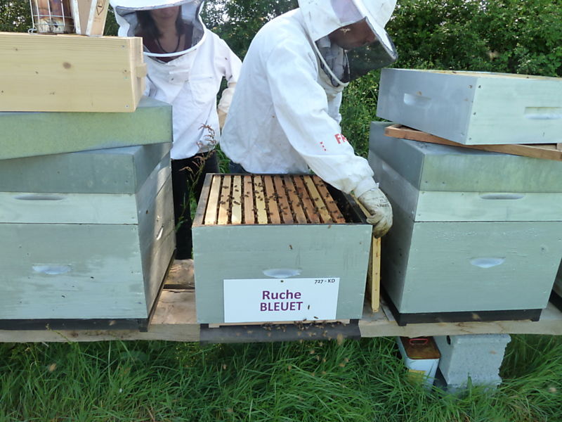 La ruche Bleuet