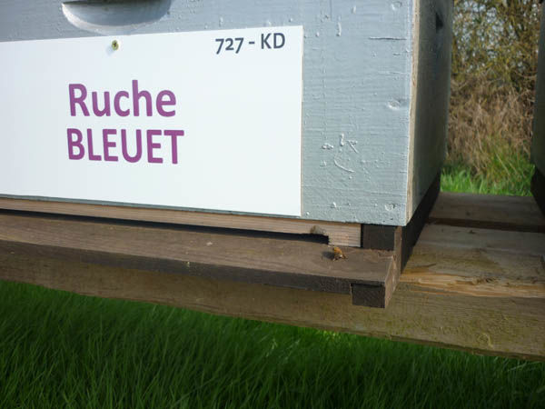 La ruche Bleuet