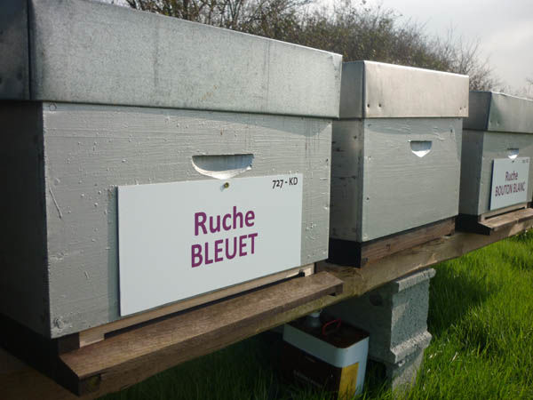La ruche Bleuet