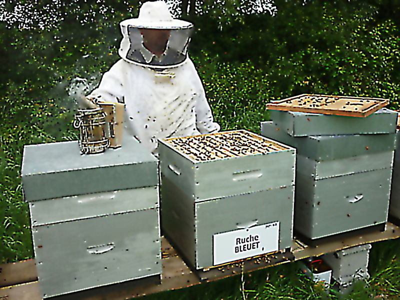 La ruche Bleuet