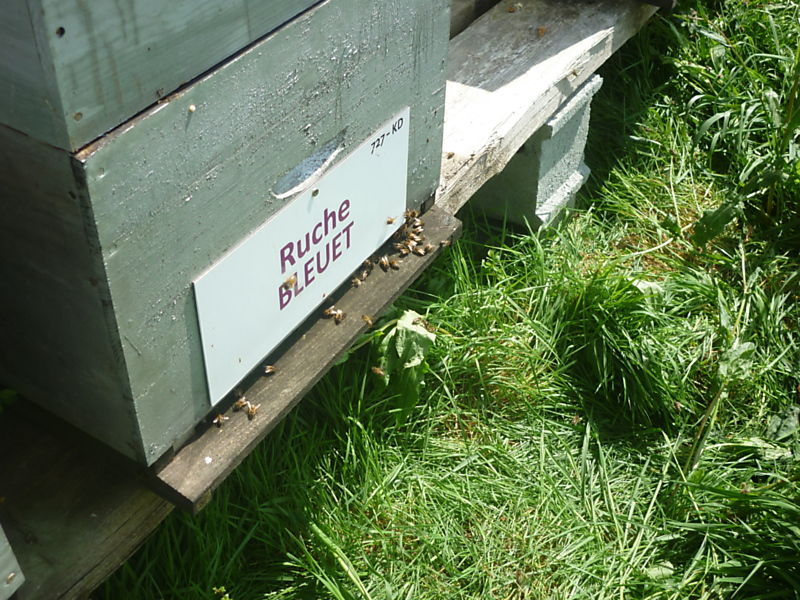 La ruche Bleuet