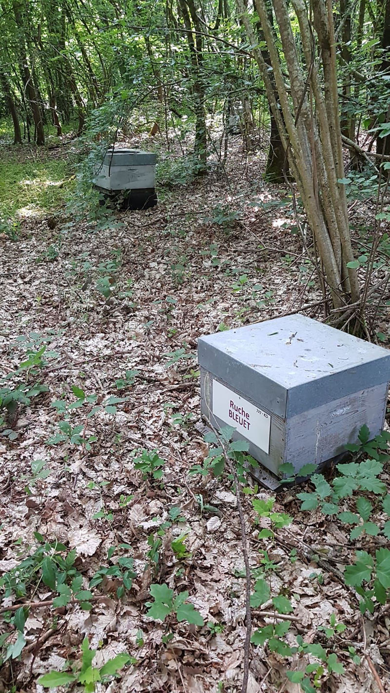 La ruche Bleuet
