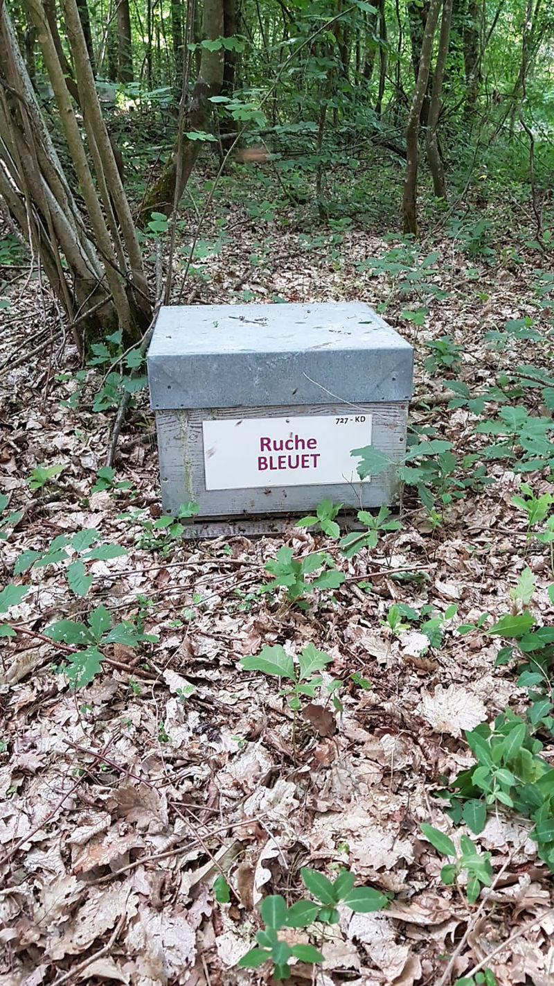 La ruche Bleuet