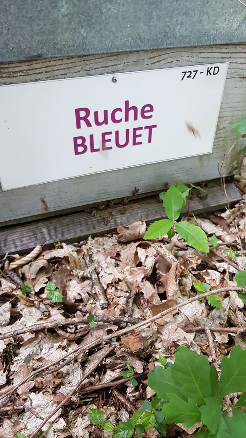 La ruche Bleuet