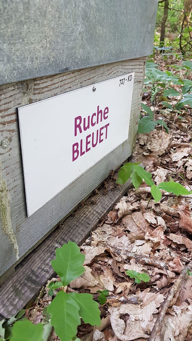 La ruche Bleuet