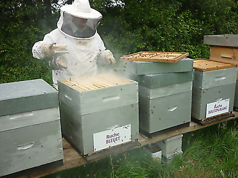 La ruche Bleuet