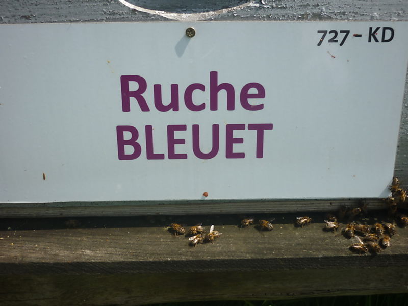 La ruche Bleuet