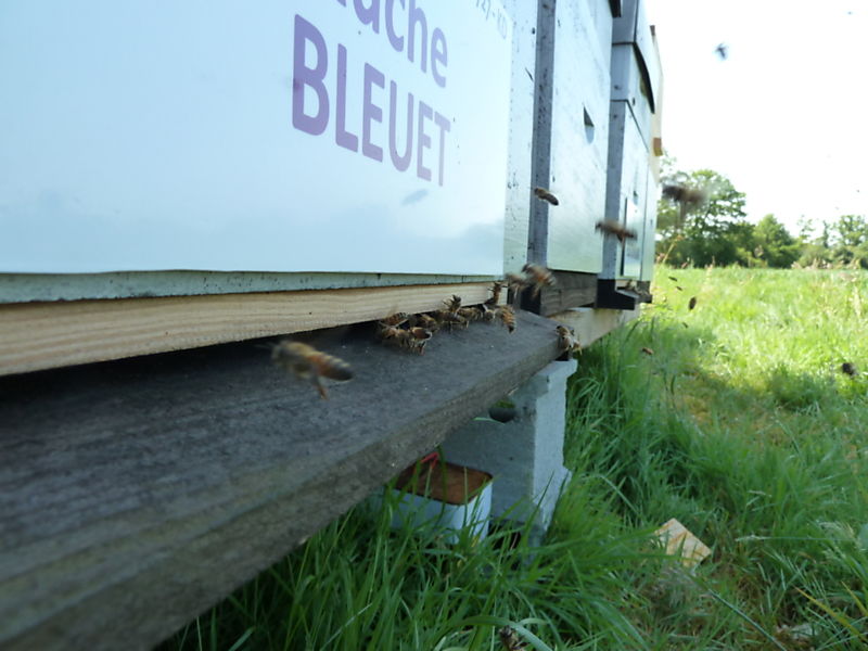La ruche Bleuet