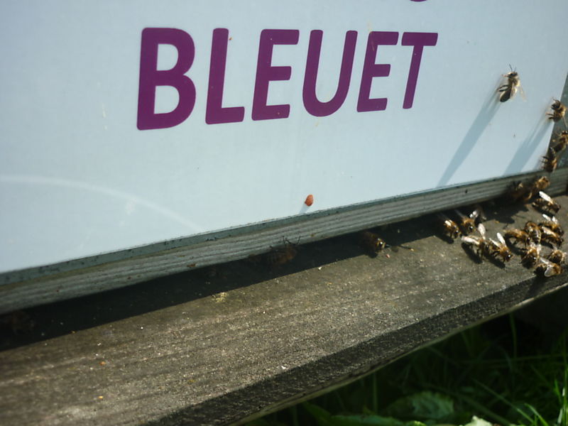 La ruche Bleuet