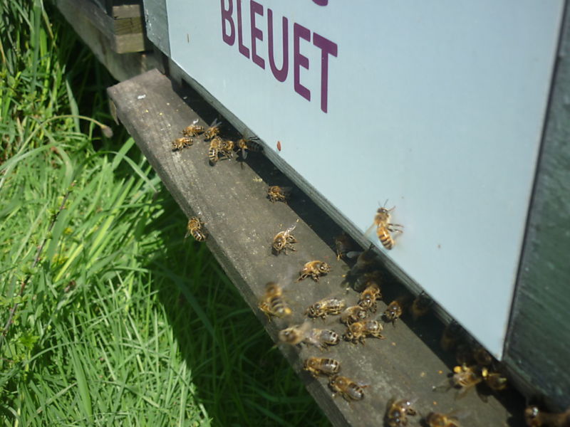 La ruche Bleuet