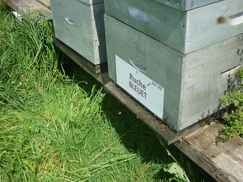 La ruche Bleuet