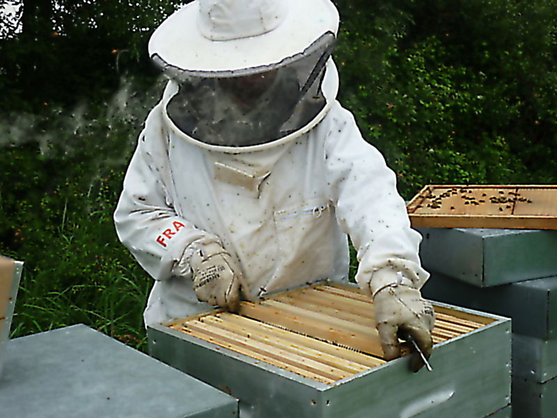 La ruche Bleuet