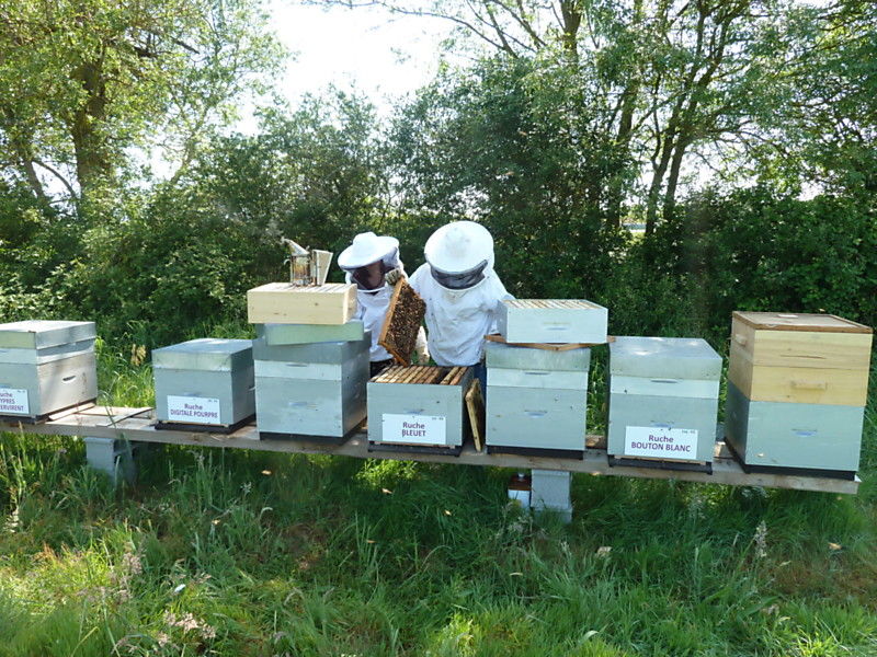 La ruche Bleuet