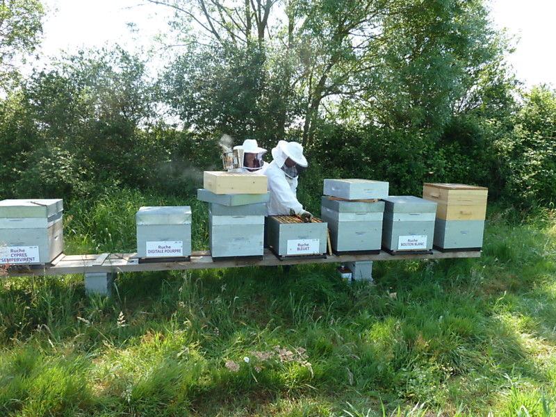 La ruche Bleuet