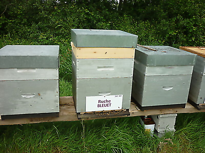 La ruche Bleuet