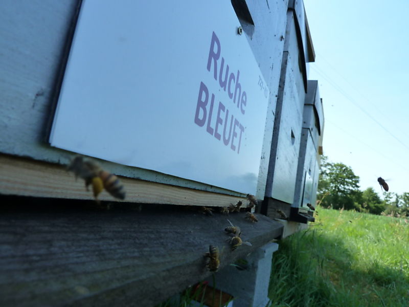 La ruche Bleuet