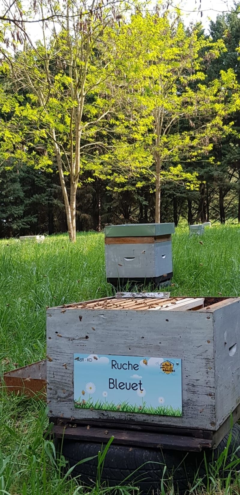 La ruche Bleuet