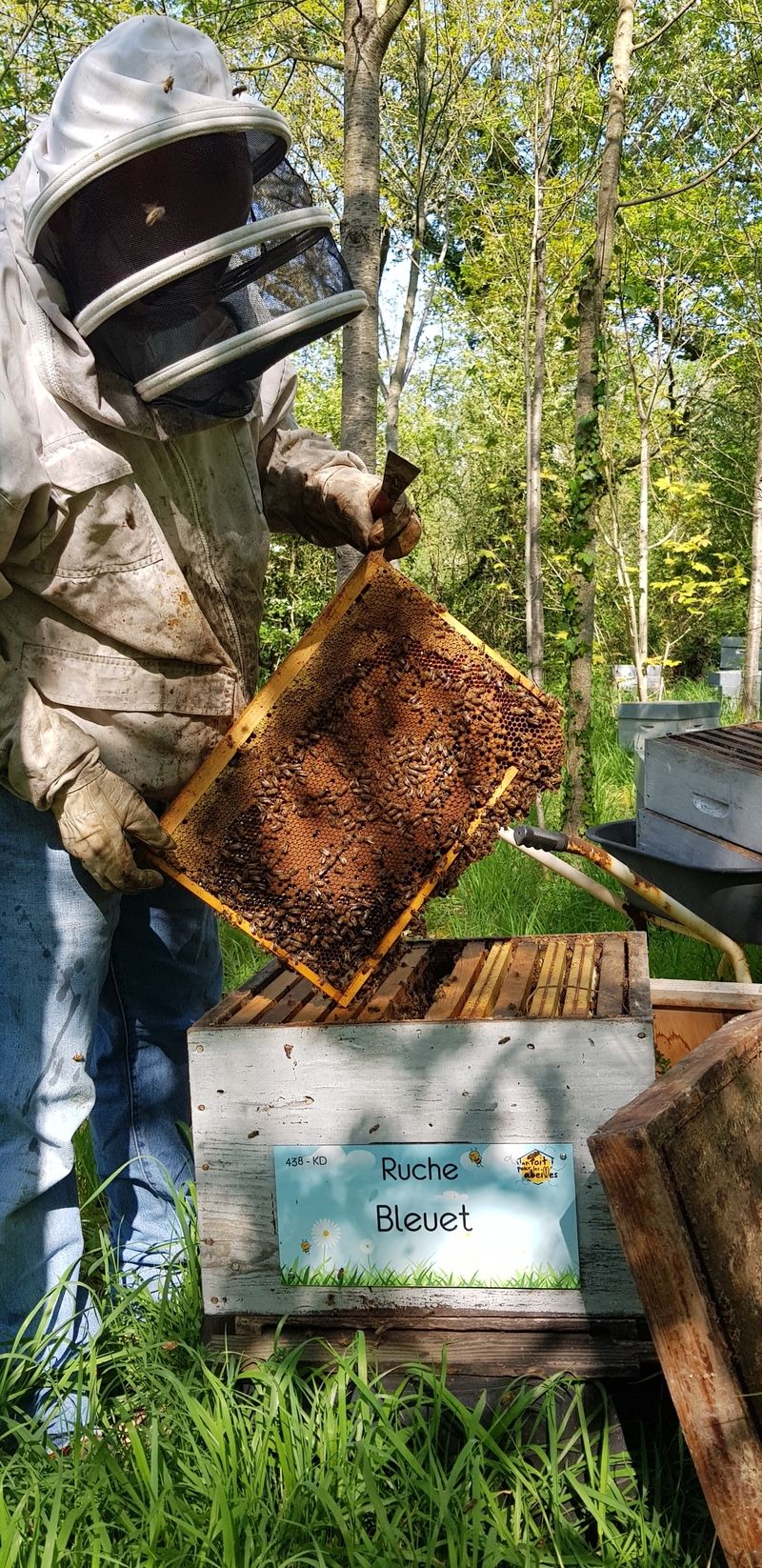 La ruche Bleuet